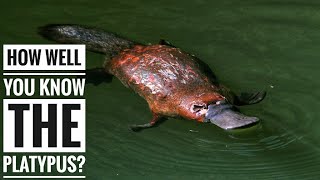 Platypus  Description Characteristics and Facts [upl. by Laurie464]