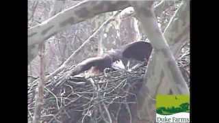 Hawk Attacks Bald Eagle Hatching Eggs Part 1 3242013 DF [upl. by Jo-Anne]