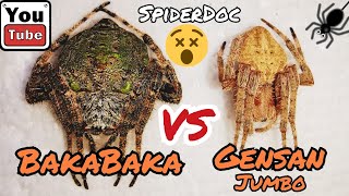 BAKABAKA vs GENSAN Jumbo Spider Matigas na Gagamba Loaded Spider Fight Nameless Load [upl. by Einahpet]