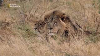 Lion saves his lioness from rape Savage Kingdom [upl. by Htevi]