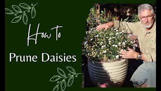 How to Prune Daisies [upl. by Shih]