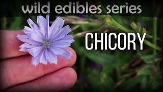 Chicory  Wild Edibles Series [upl. by Goerke]