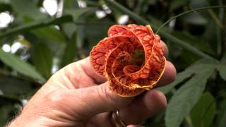 In the Garden with Mike Darcy Abutilon [upl. by Regen325]