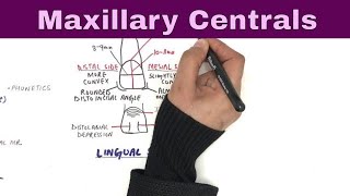 Anatomy of Maxillary Central Incisor  Tooth Morphology [upl. by Enoob]