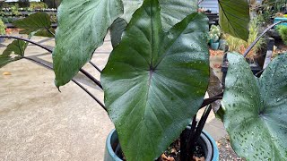 How to Grow Elephant Ear Plants  IndoorsOutdoors  Colocasia esculenta Fontanesii [upl. by Nirak285]