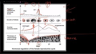 Grade 12 Life Sciences Human Reproduction Part 3 [upl. by Eurydice496]