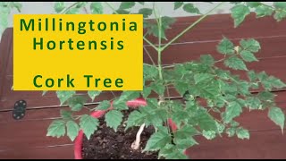 Millingtonia Hortensis  Cork Tree Care  Jasmine Tree  Aakash Neem  Plant Health  Plant Care [upl. by Otila901]