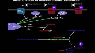 Anatomy  Mechanisms of Smooth Muscle Contraction [upl. by Callida]