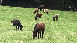 FoxPipe Farm  Hay and Pastures for Horses [upl. by Htebaile]