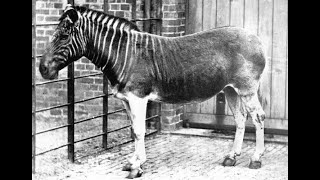 Extinct The Quagga [upl. by Narcissus]