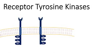 Receptor Tyrosine Kinases  RTK [upl. by Jak226]