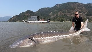 Catch and Cook Sturgeon How to catch giant sturgeon [upl. by Asiuqram]