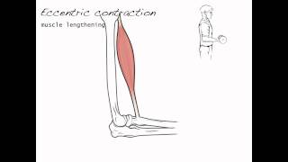 Contraction types skeletal muscle 4 [upl. by Godspeed]