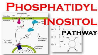 Phosphatidylinositol pathway [upl. by Imefulo893]