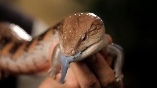 6 Cool Facts about BlueTongued Skinks  Pet Reptiles [upl. by Enirehtahc]