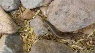 Chalcides polylepis [upl. by Yetak954]