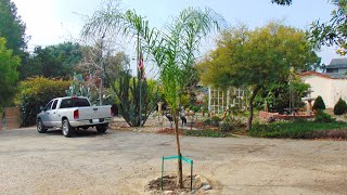 Planting a Queen Palm Tree [upl. by Aimas491]