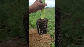 HOW to make LAKATAN BANANA SEEDLINGS  QUALITY PLANTING MATERIAL [upl. by Gillmore]