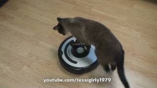 Cat shows HOW TO use iRobot Roomba Vacuum [upl. by Woodford394]