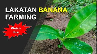 Lakatan Banana Farming  One Month Old [upl. by Nocam]