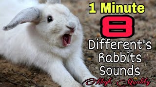 Rabbit Screaming Sounds High Quality  Rabbit Sounds  Bunny Screaming Sounds [upl. by Hanny]