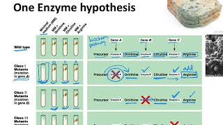 BIOL183 Beadle amp Tatums OneGeneOneEnzyme hypothesis [upl. by Aihseket]