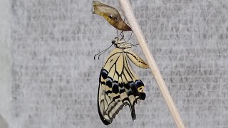 蛹の寄生虫除去04  Removal of parasitoid larvae from chrysalis04 [upl. by Kaufman172]