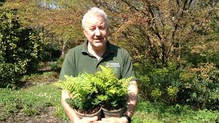 Fern Dryopteris wallichiana Jurassic Gold in Bowdens Gardens [upl. by Peatroy]