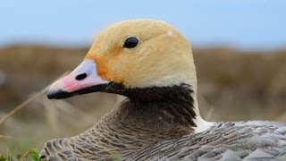 Alaskas Yukon Delta National Wildlife Refuge [upl. by Mable]