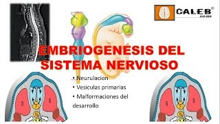 Neuroanatomía  Embriogénesis del Sistema Nervioso Part I [upl. by Nahshunn]