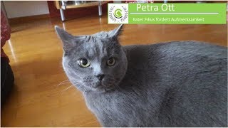 Kater schreit ständig lautstark Katzenspezialistin Petra Ott hilft [upl. by Lemrahs]