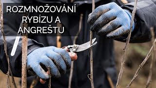 Rozmnožování rybízu a angreštu [upl. by Harrow]