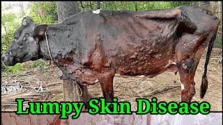 Lumpy skin disease [upl. by Eyahs557]