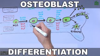 Osteoblast and its Differentiation [upl. by Erline]