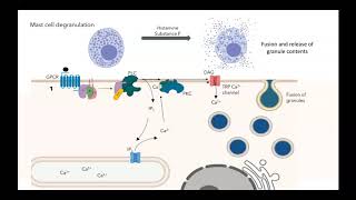 GPCR IP3 DAG pathway [upl. by Dorrej592]