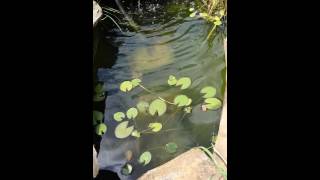 Using a flocculant clarifier for green water part 1 [upl. by Marashio]