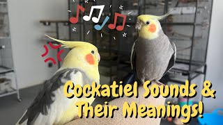 Cockatiel Sounds and Their Meanings  TheParrotTeacher [upl. by Laehpar]