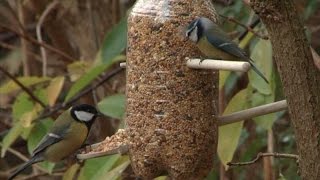 Vroege Vogels  Voedersilo maken voor koolmees en pimpelmees [upl. by Nnylear]