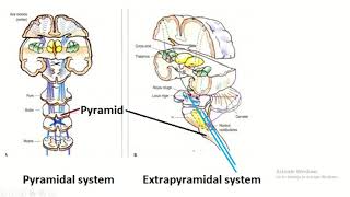 Overview of the CNS Pars Neurons Neuroglia White amp Grey Matter Development  Anatomy [upl. by Gipps109]