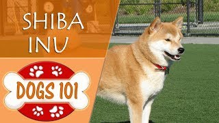 Dogs 101  SHIBA INU  Top Dog Facts About the SHIBA INU [upl. by Alaet]