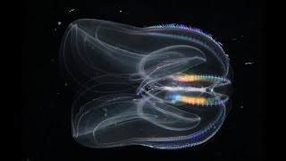 Facts The Warty Comb Jelly Sea Walnut [upl. by Suivatnad]