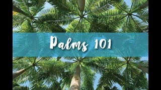 Palms 101 Part 1 [upl. by Ical]