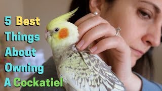 5 Best Things About Owning A Cockatiel [upl. by Petey]