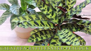 CALATHEAPRAYER PLANTRATTLESNAKE PLANT [upl. by Hollington]