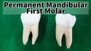 Permanent mandibular first molar [upl. by Jayme]