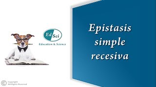 Epistasis simple recesiva 🔵 [upl. by Delsman]