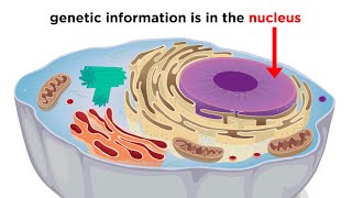 Eukaryotic Cells Part 1 Animal Cells and Endosymbiotic Theory [upl. by Martha]