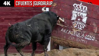 💥 TOROS IMPRESIONANTES EN CIFUENTES GUADALAJARA Certamen de recortes  LA CARDENILLA amp MONTECILLO [upl. by Haya692]