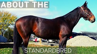 About the Standardbred [upl. by Francklin]