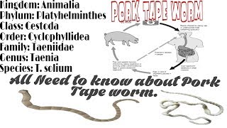 Pork Tape Worm Taenia solium Morphology Life Cycle  and complete notes [upl. by Lletnohs746]